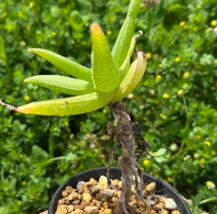 Aloe whitcombei 15 Pieces Seeds