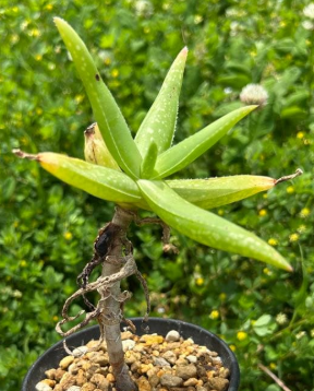 Aloe whitcombei 15 Pieces Seeds