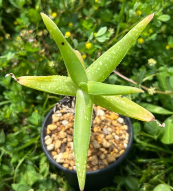 Aloe whitcombei 15 Pieces Seeds