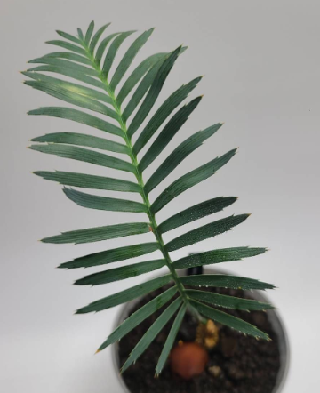Dioon califanoi 2 Pieces Seeds