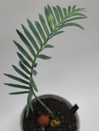 Dioon califanoi 2 Pieces Seeds