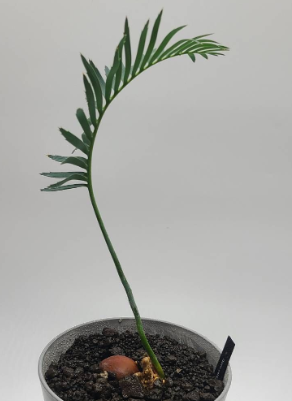 Dioon califanoi 2 Pieces Seeds