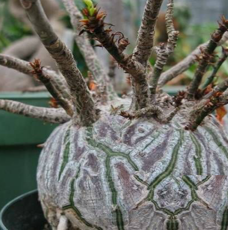 Bombax rhodognaphalon 5 Pieces Seeds