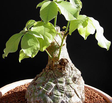 Bombax rhodognaphalon 5 Pieces Seeds