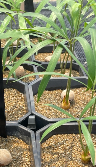 Cycas debaoensis 3 Pieces Seeds