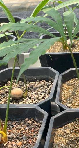Cycas debaoensis 3 Pieces Seeds