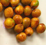 Cycas debaoensis 3 Pieces Seeds