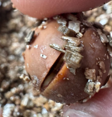 Cycas debaoensis 3 Pieces Seeds