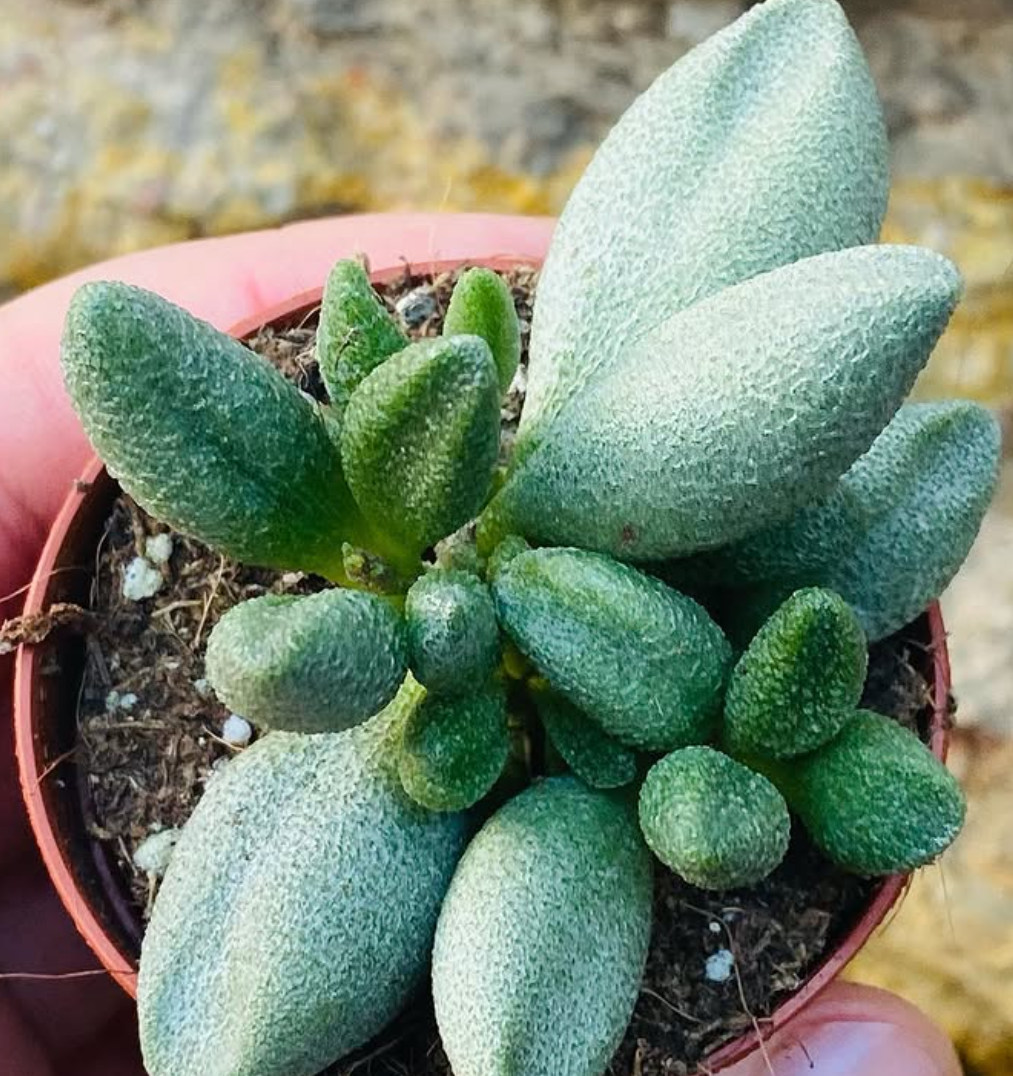 Adromischus marianae f. Alveolatus 10 Pieces Seeds