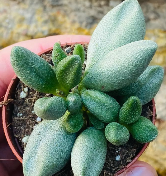 Adromischus marianae f. Alveolatus 10 Pieces Seeds