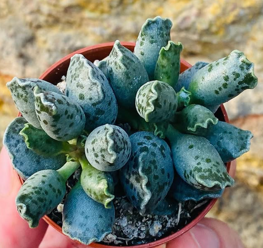 Adromischus Cooperi var. Festivus Grey 10 Pieces Seeds