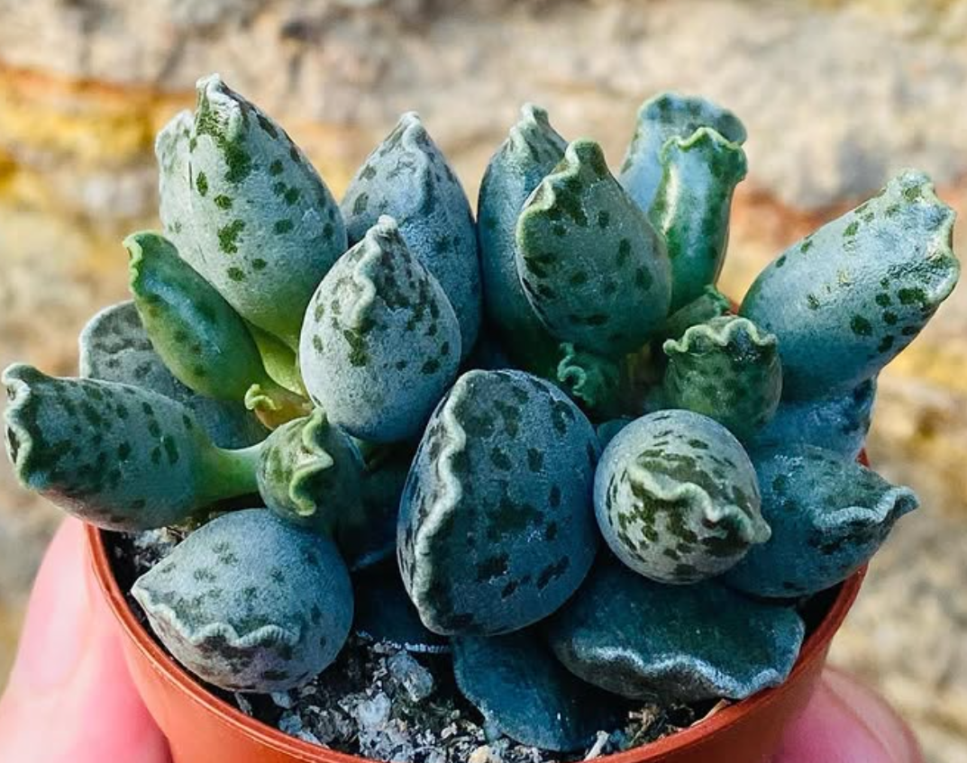 Adromischus Cooperi var. Festivus Grey 10 Pieces Seeds