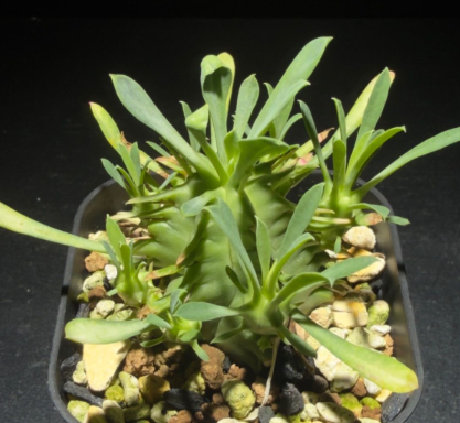 Euphorbia pulvinata 7 Pieces Seeds