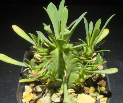 Euphorbia pulvinata 7 Pieces Seeds