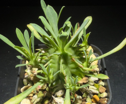 Euphorbia pulvinata 7 Pieces Seeds