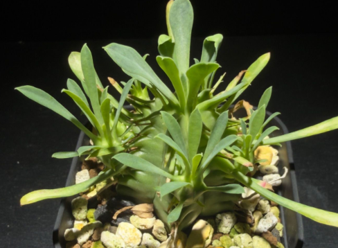 Euphorbia pulvinata 7 Pieces Seeds
