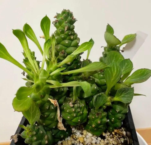 Euphorbia ritchiei 7 Pieces Seeds