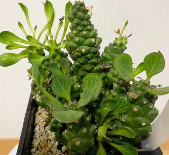 Euphorbia ritchiei 7 Pieces Seeds