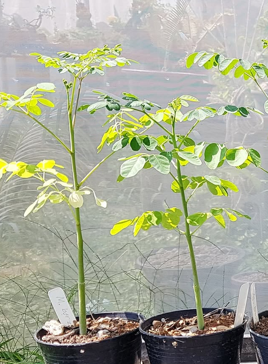 Moringa borziana 4 Pieces Seeds