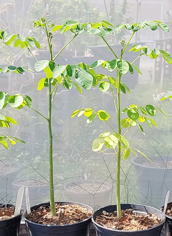 Moringa borziana 4 Pieces Seeds