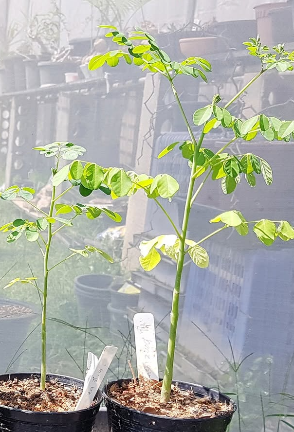 Moringa borziana 4 Pieces Seeds