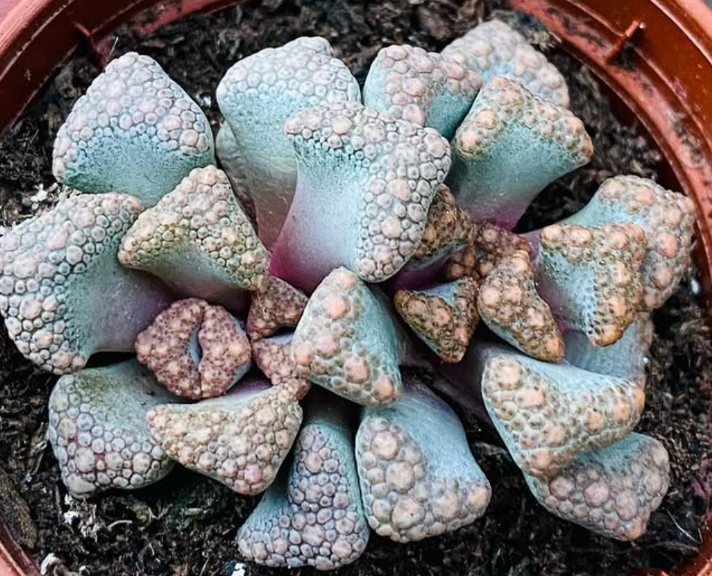 Titanopsis Hugo-schlechteri 10 Pieces Seeds