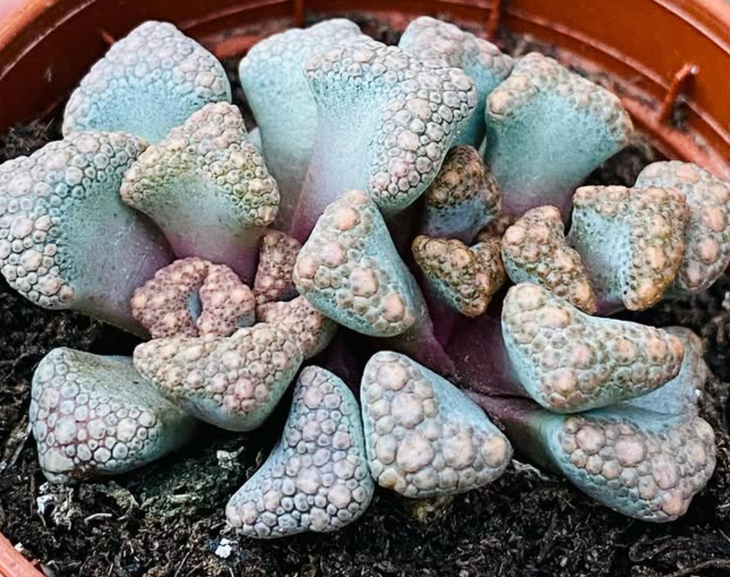 Titanopsis Hugo-schlechteri 10 Pieces Seeds