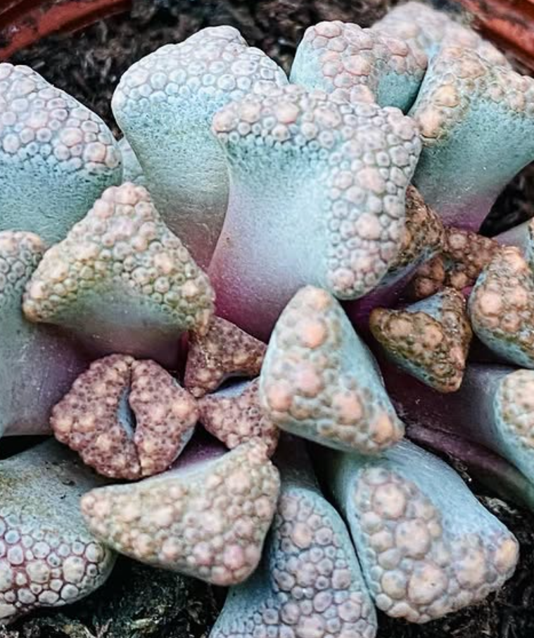 Titanopsis Hugo-schlechteri 10 Pieces Seeds
