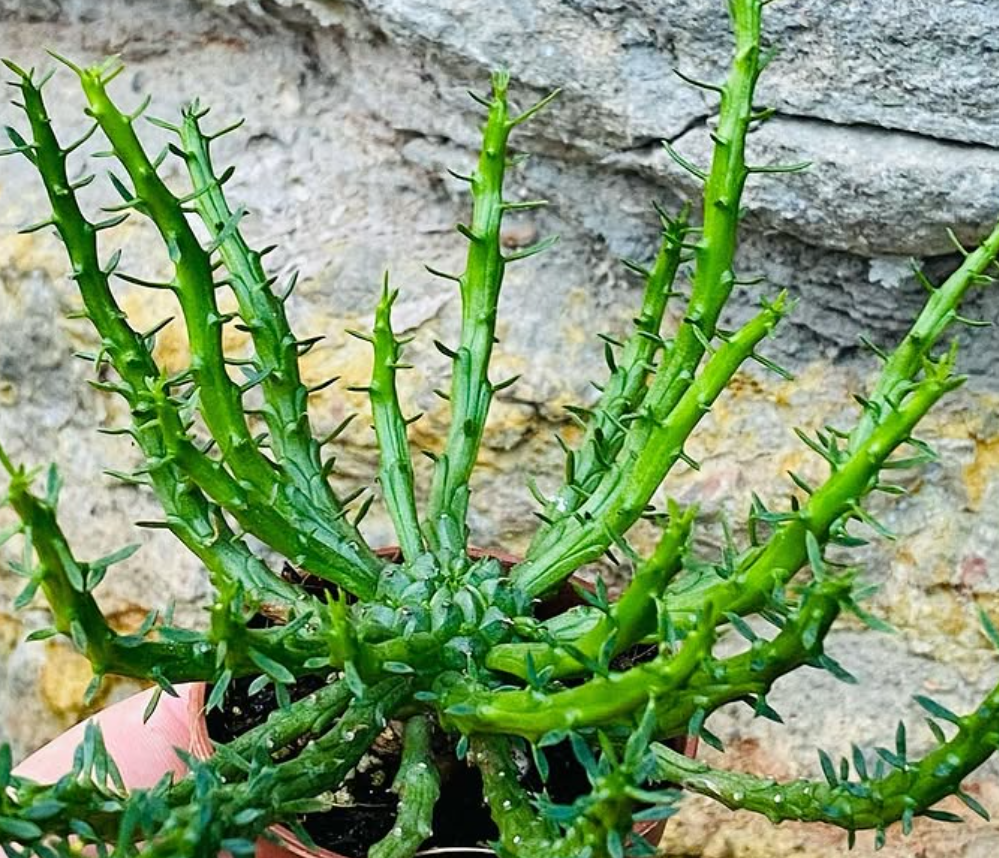 Euphorbia pugniformis 5 Pieces Seeds