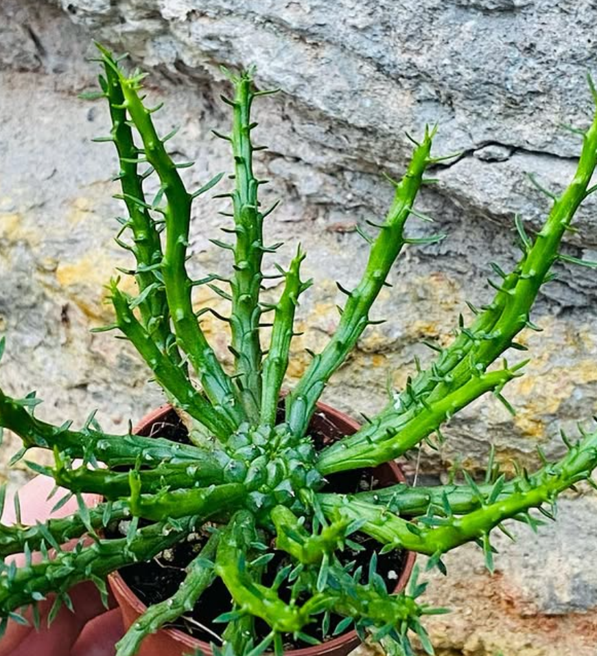 Euphorbia pugniformis 5 Pieces Seeds