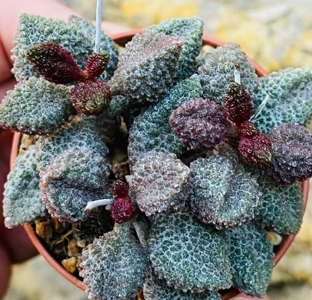 Adromischus marianae var. herrei 'Coffee Bean' 10 Pieces Seeds
