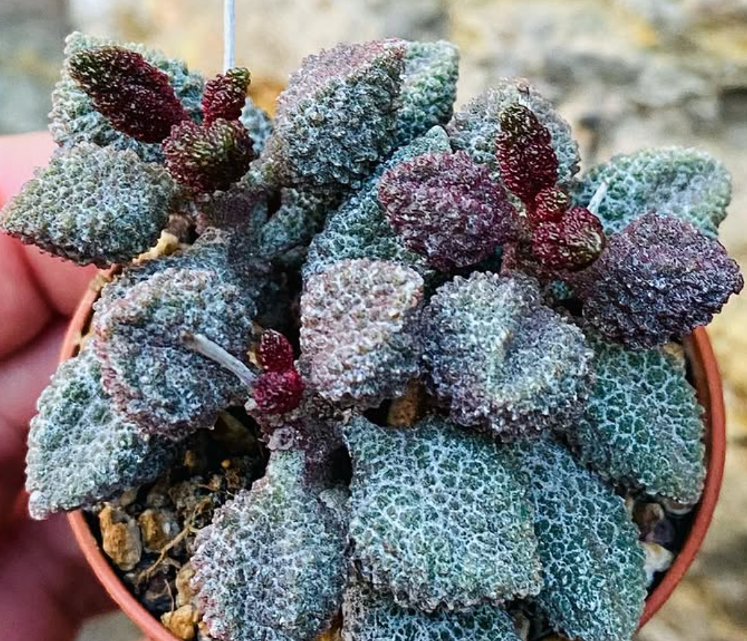 Adromischus marianae var. herrei 'Coffee Bean' 10 Pieces Seeds