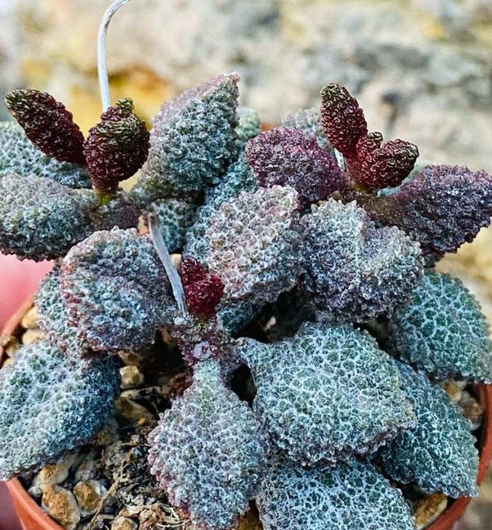 Adromischus marianae var. herrei 'Coffee Bean' 10 Pieces Seeds
