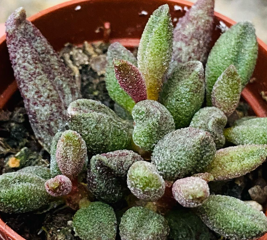 Adromischus marianae var. Antidorcatum 10 Pieces Seeds
