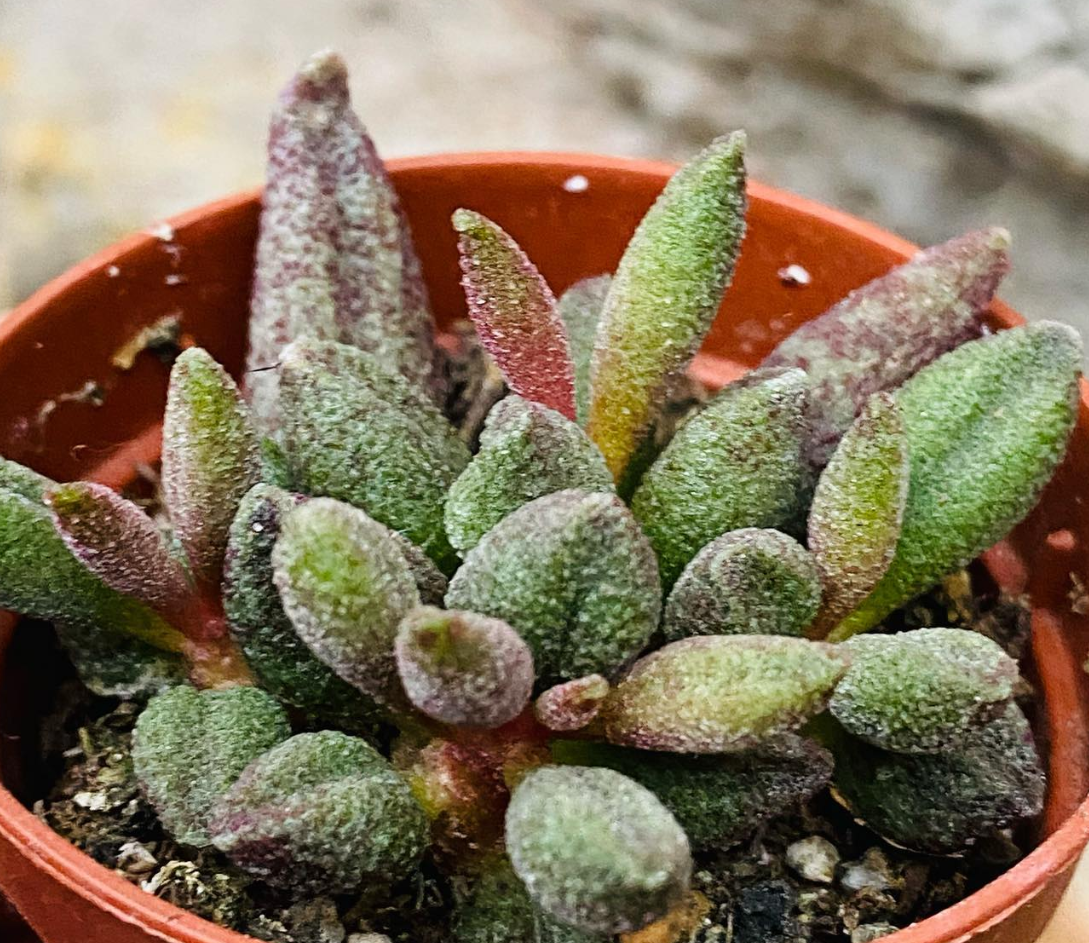 Adromischus marianae var. Antidorcatum 10 Pieces Seeds