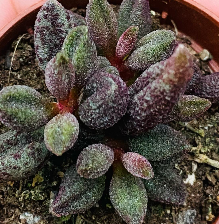 Adromischus marianae var. Antidorcatum 10 Pieces Seeds