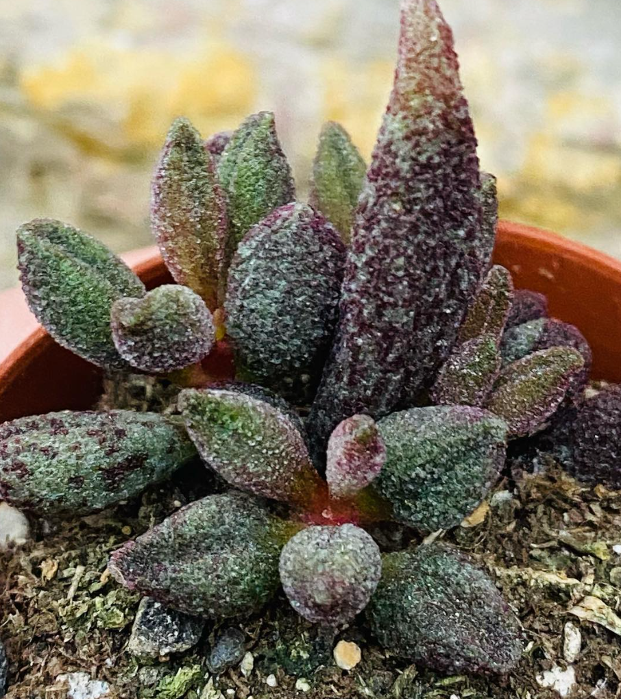 Adromischus marianae var. Antidorcatum 10 Pieces Seeds
