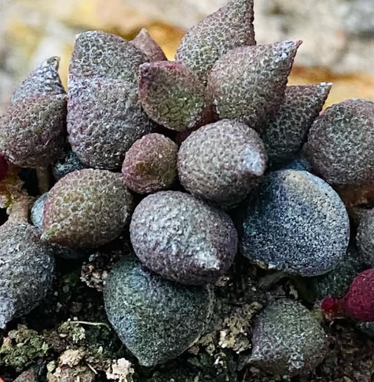 Adromischus marianae f. herrei cv. Aubergine 10 Pieces Seeds