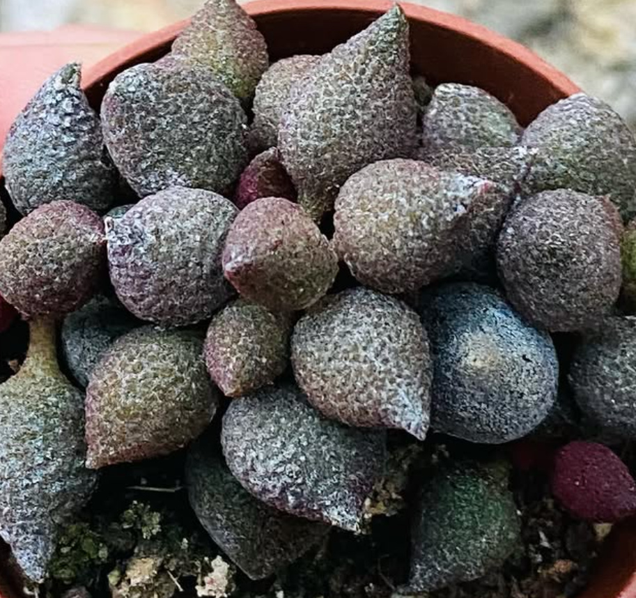 Adromischus marianae f. herrei cv. Aubergine 10 Pieces Seeds
