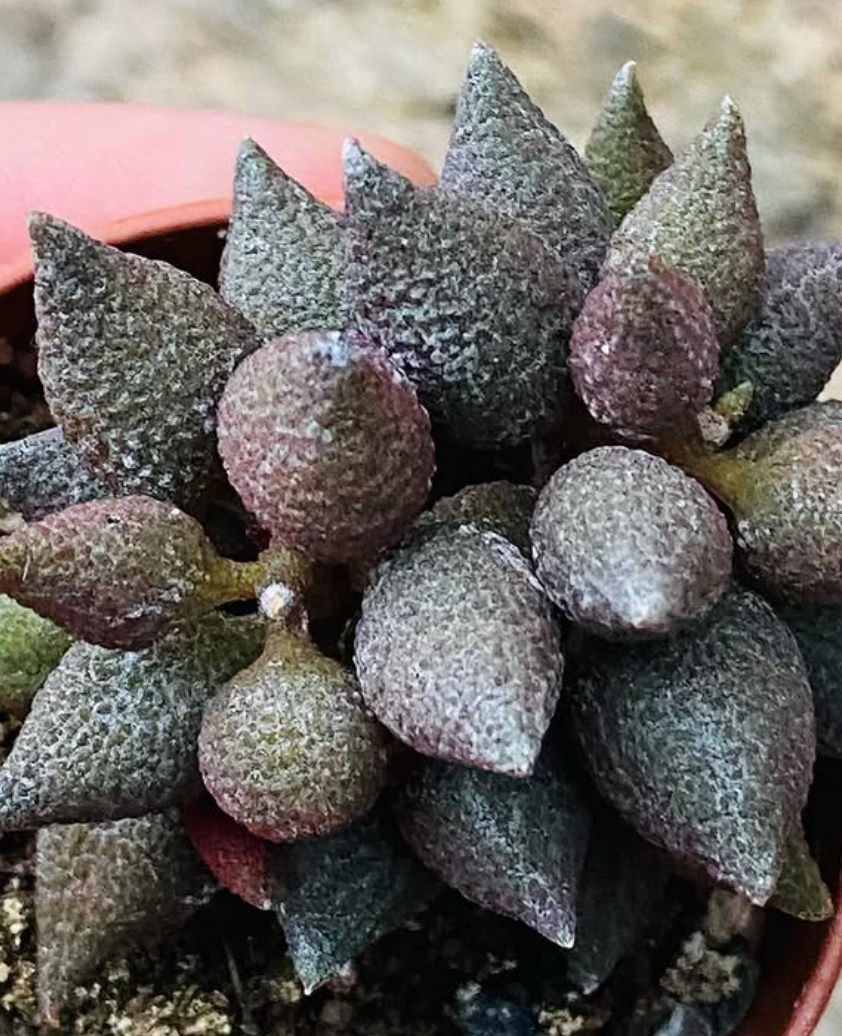 Adromischus marianae f. herrei cv. Aubergine 10 Pieces Seeds