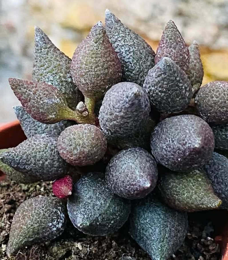 Adromischus marianae f. herrei cv. Aubergine 10 Pieces Seeds