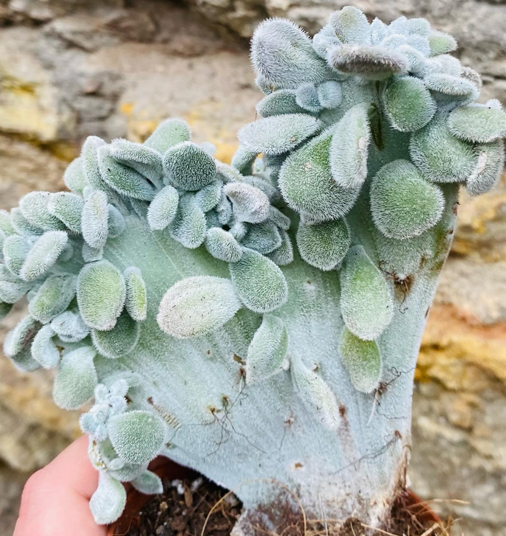 Echeveria Frosty cristata 10 Pieces Seeds