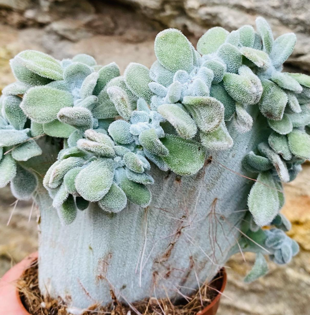 Echeveria Frosty cristata 10 Pieces Seeds