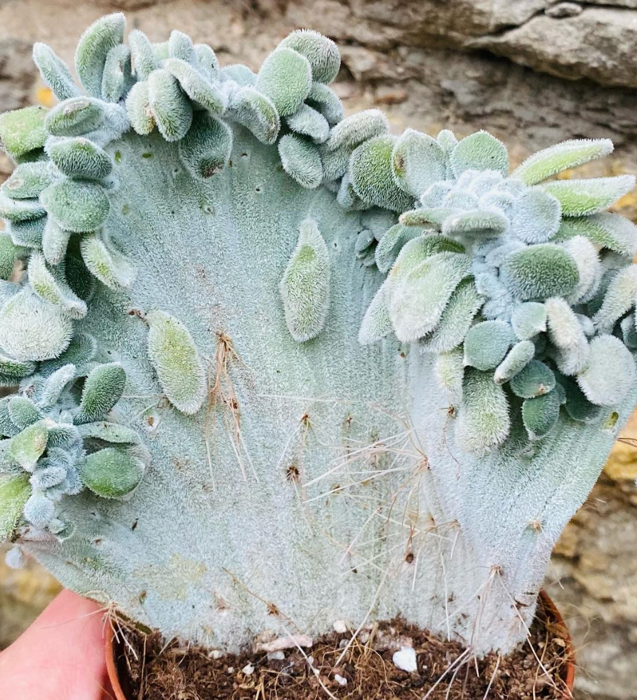 Echeveria Frosty cristata 10 Pieces Seeds