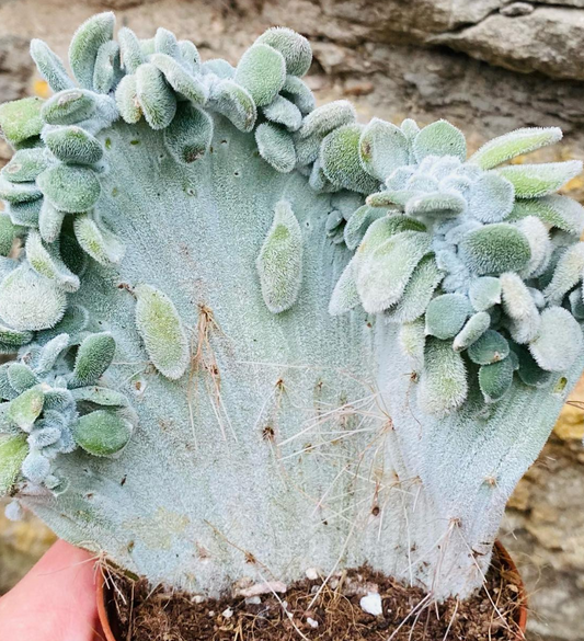 Echeveria Frosty cristata 10 Pieces Seeds