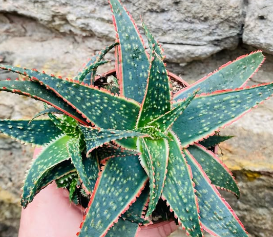Aloe 'Donnie' 15 Pieces Seeds