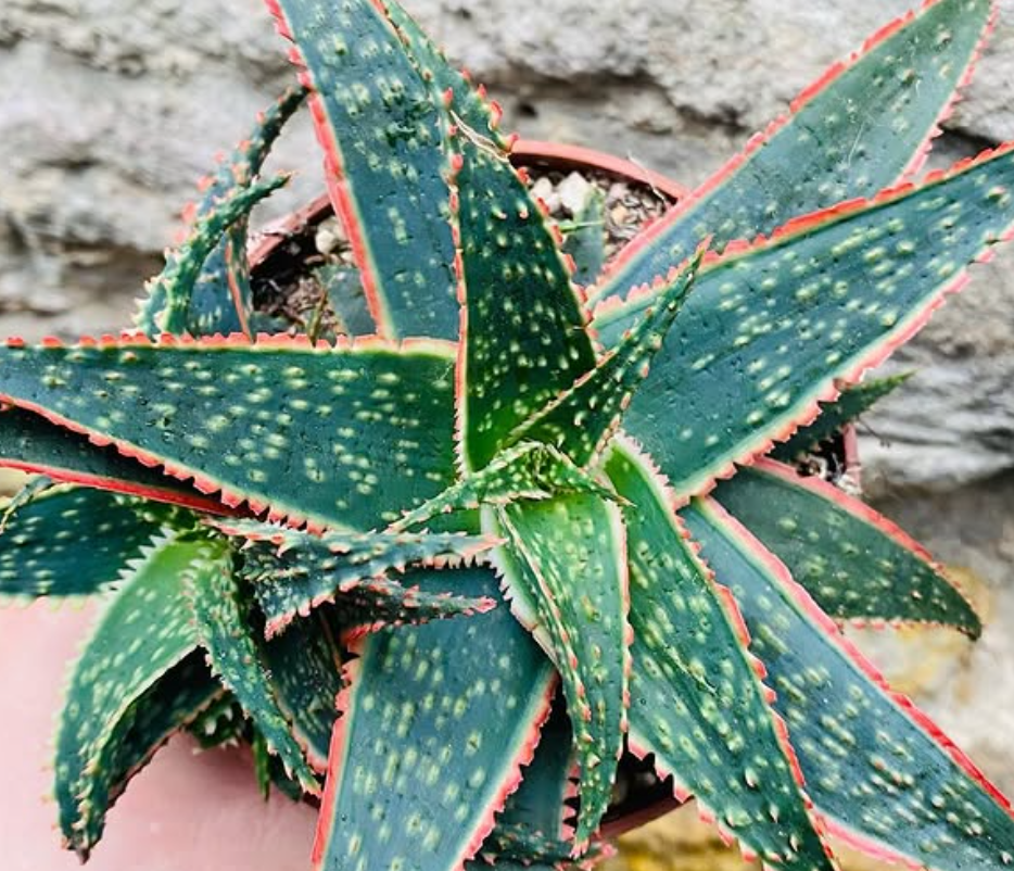 Aloe 'Donnie' 15 Pieces Seeds