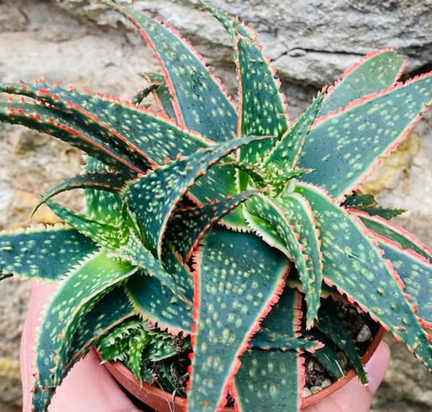 Aloe 'Donnie' 15 Pieces Seeds
