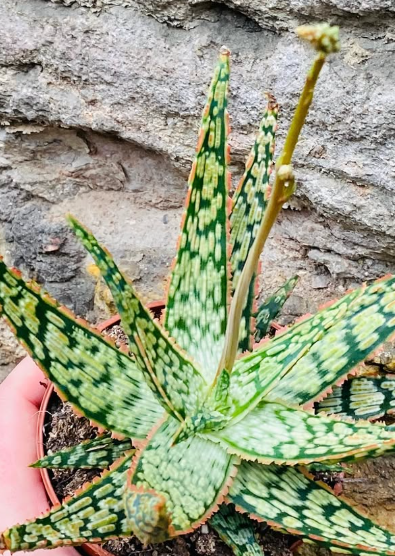 Aloe "Vitro" 15 Pieces Seeds