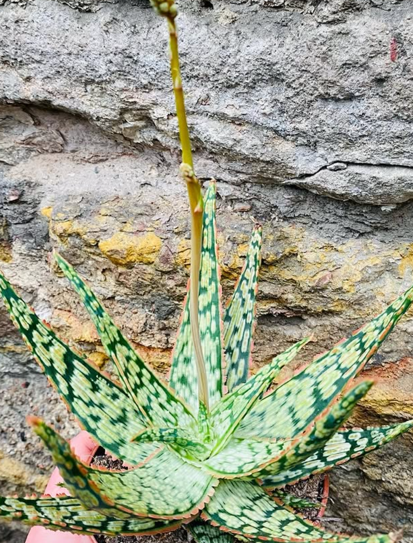 Aloe "Vitro" 15 Pieces Seeds